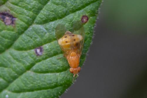 Sapromyzosoma laevatrispina